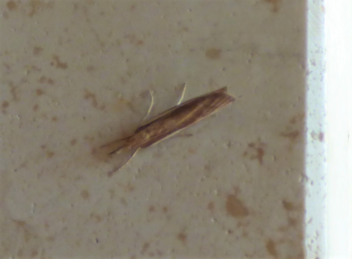 Agriphila tristella?